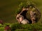 Hedgehog baby in hollow tree trunk