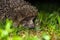 Hedgehog on a background of grass deep at night in the light of a lantern