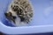 Hedgehog bathing.Hygiene for pets. Water treatments hedgehog.African white-bellied hedgehog in a bowl of water and soapy