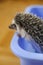 Hedgehog bathing. Water treatments hedgehog.African white-bellied hedgehog in a bowl of water and soapy suds