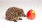 Hedgehog and bell pepper