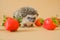 Hedgehog and berries.food for hedgehogs. Cute hedgehog and red strawberries on a beige background.Baby hedgehog