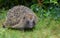 Hedgehog in a British garden close up