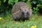 Hedgehog in a British garden close up