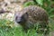 Hedgehog in a British garden close up