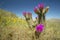 Hedgehog Cactus