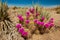 Hedgehog Cactus