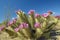 Hedgehog Cactus blooming