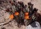 Hedgehog Cactus with blooming flowers among rocks and sand