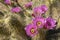 Hedgehog Cactus blooming in Organ Pipe Cactus National Monument, AZ near Mexico-USA border