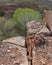 A hedgehog cactus with bright red flowers on the edge of a split in the sandstone cliff with pale green cottonwood trees in the ba