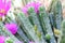 Hedgehog cactus Echinocereus viereckii var. morricalii spine-less stems with buds