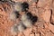 Hedgehog Cactus Growing in Red Soil and Rock