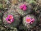 Hedgehog Cactus - Pediocactus nigrispinus