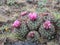 Hedgehog Cactus - Pediocactus nigrispinus