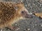 Hedgehog close up