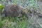 Hedgehog close-up in the green grass