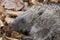 Hedgehog close up portrait