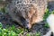 Hedgehog close-up portrait