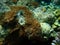 Hedgehog coral (Echinopora lamellosa) undersea, Red Sea