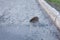 Hedgehog cross the road