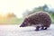 Hedgehog crossing the road