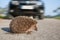 Hedgehog crossing street in front of an car