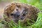 Hedgehog curled and sleeps ant awakes him