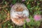 Hedgehog curled up in a ball in summer grass close up