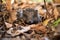 hedgehog curled up in deep leaf litter