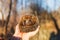 Hedgehog curled up in the hands of a girl