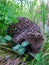 Hedgehog cute animal in green grass close up wildlife friendly nature