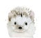 Hedgehog. Cute forest animal portrait. Watercolour illustration isolated on white background.