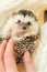 Hedgehog.Cute white-bellied hedgehog in a white knitted scarf.Winter season for pets.Hedgehogs and Christmas holiday