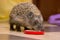 Hedgehog drinking milk with caps