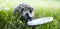 Hedgehog drinking milk from a white plate on green grass.