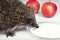 Hedgehog drinks milk close up.