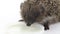 Hedgehog drinks water