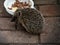 Hedgehog eating catfood from bowl