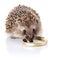 The hedgehog eats sour cream.