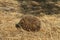 Hedgehog erinaceus albiventris hidding in the field