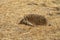 Hedgehog erinaceus albiventris hidding in the field