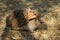 Hedgehog erinaceus albiventris hidding in the field