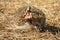 Hedgehog erinaceus albiventris hidding in the field