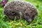 Hedgehog Erinaceus europaeus. Cute hedgehog face with beady eyes