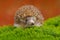 Hedgehog, Erinaceus europaeus, on a green moss at the forest, photo with wide angle. Hedgehog in dark wood, autumn image.Cute funn