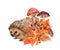 Hedgehog in fall leaves. Autumn watercolor card. Mushrooms, forest berries and wild plants. Autumnal woodland wildlife