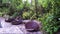 Hedgehog feeding cat food on terrace in garden.