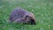 Hedgehog feeding in daylight in urban house garden.