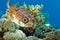 Hedgehog fish swims above the corals on the background of blue water.  Underwater macro photography